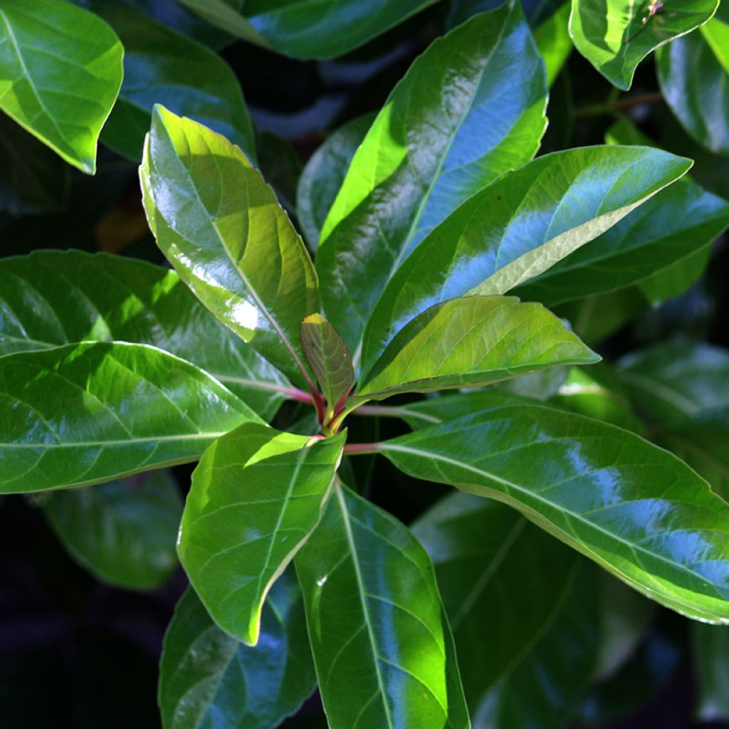 Viburnum odoratissimum 