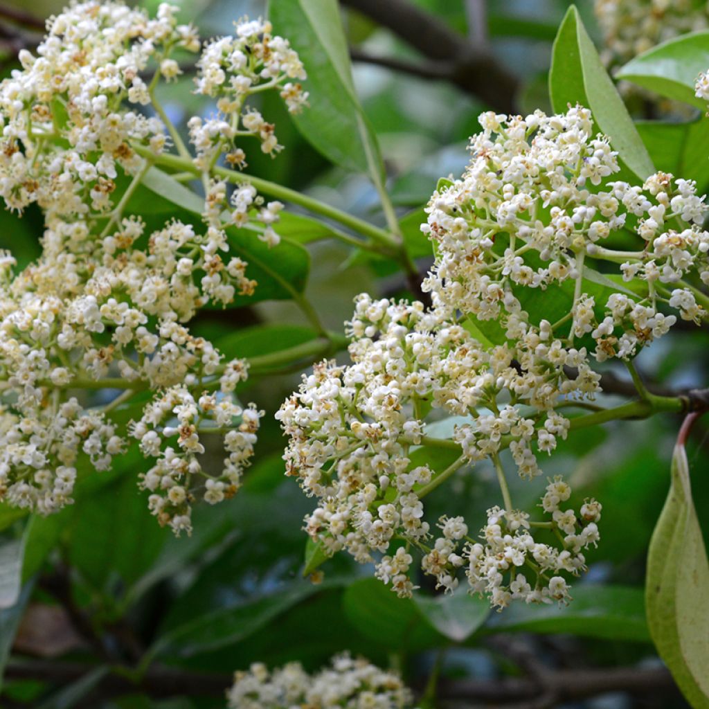 Viburnum odoratissimum 