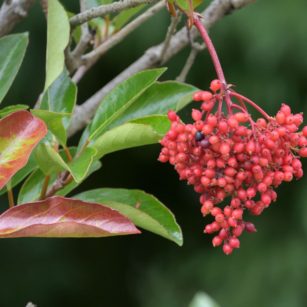 Viburnum odoratissimum 