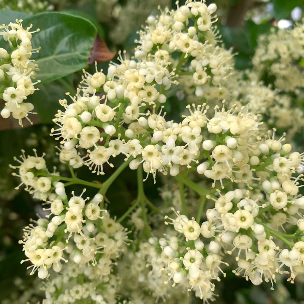 Viburnum odoratissimum 