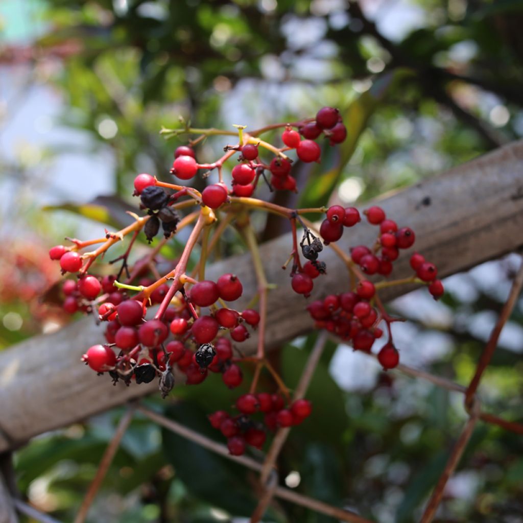 Viburnum odoratissimum 
