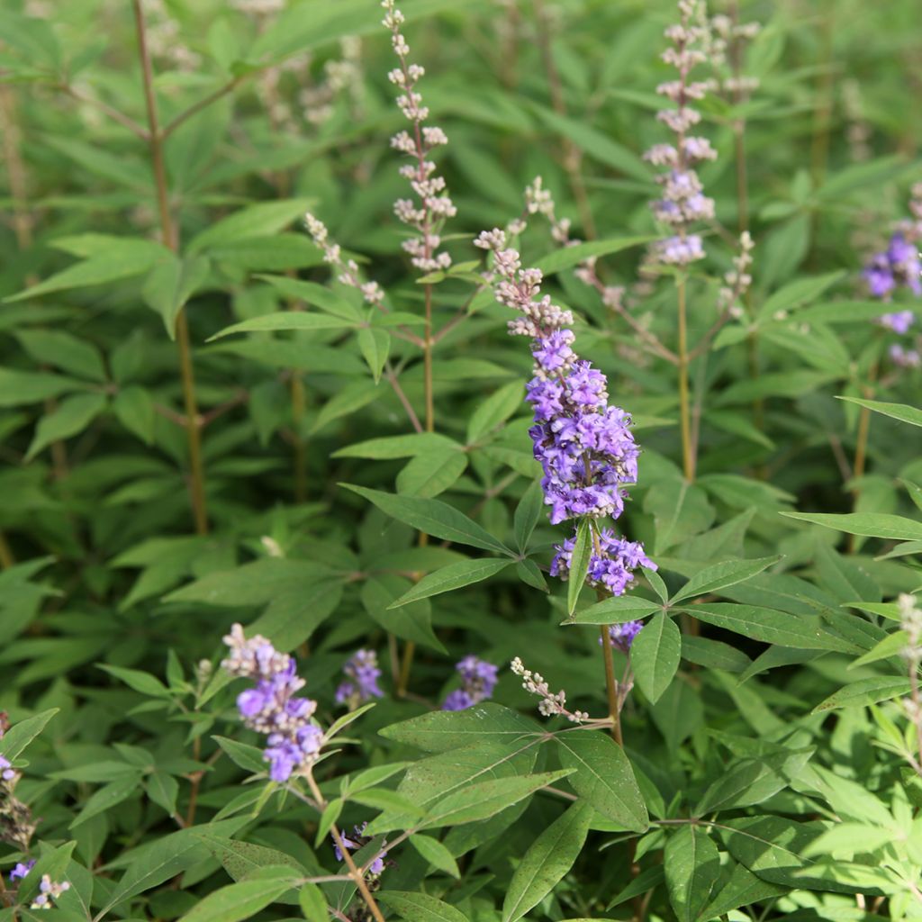 Vitex agnus-castus Queen Bee - Chaste Tree