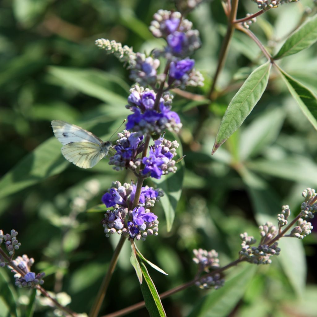 Vitex agnus-castus Queen Bee - Chaste Tree
