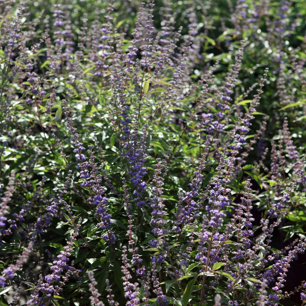 Vitex agnus-castus Queen Bee - Chaste Tree