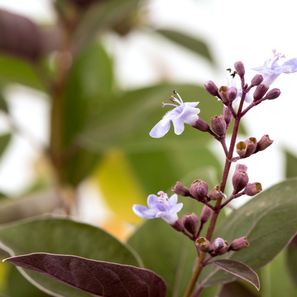 Vitex trifolia Purpurea - Arabian lilac