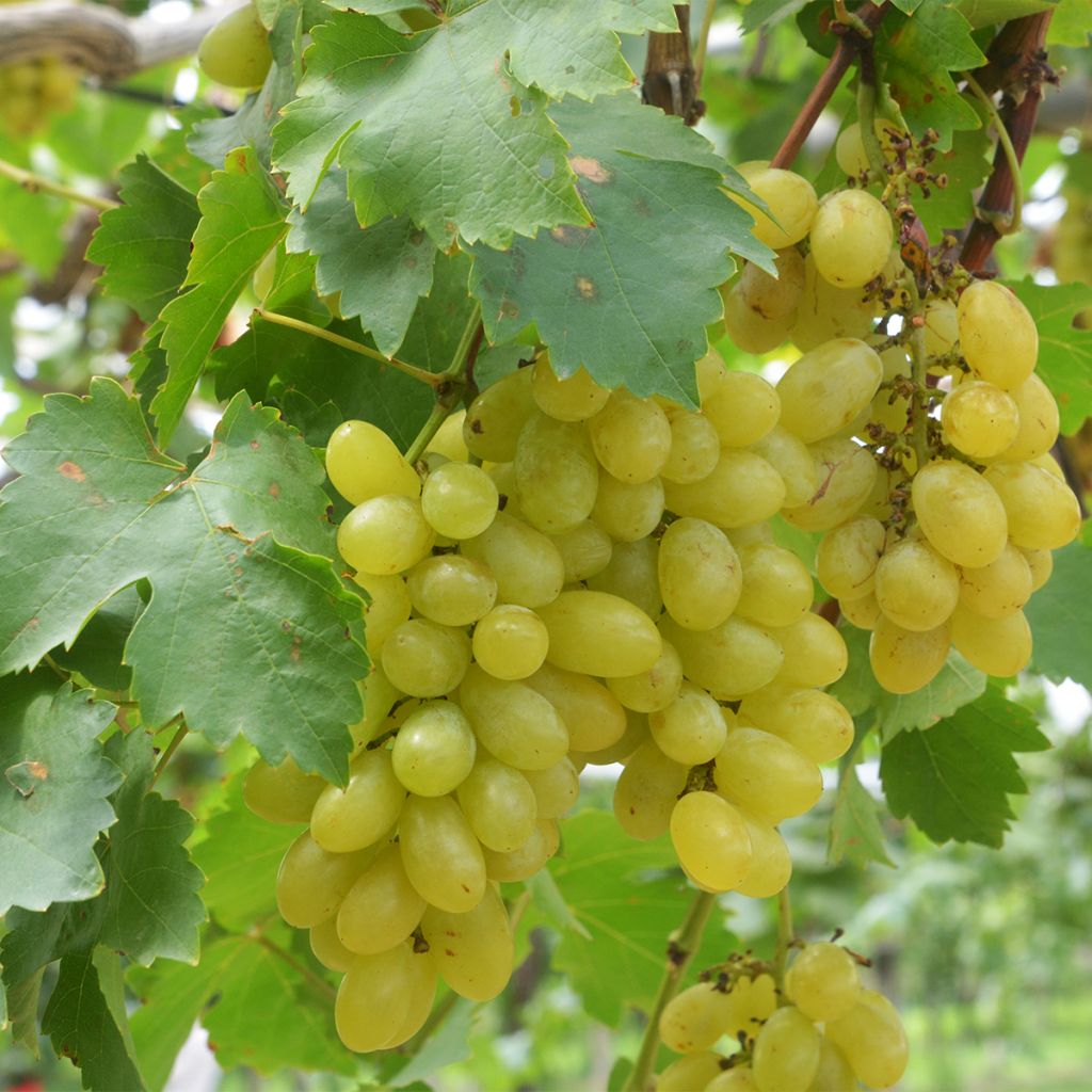 Vitis vinifera Centennial - Seedless Grape vine