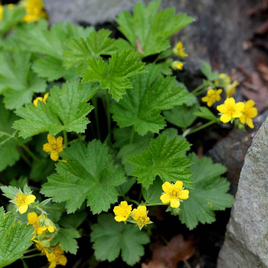 Waldsteinia geoides 