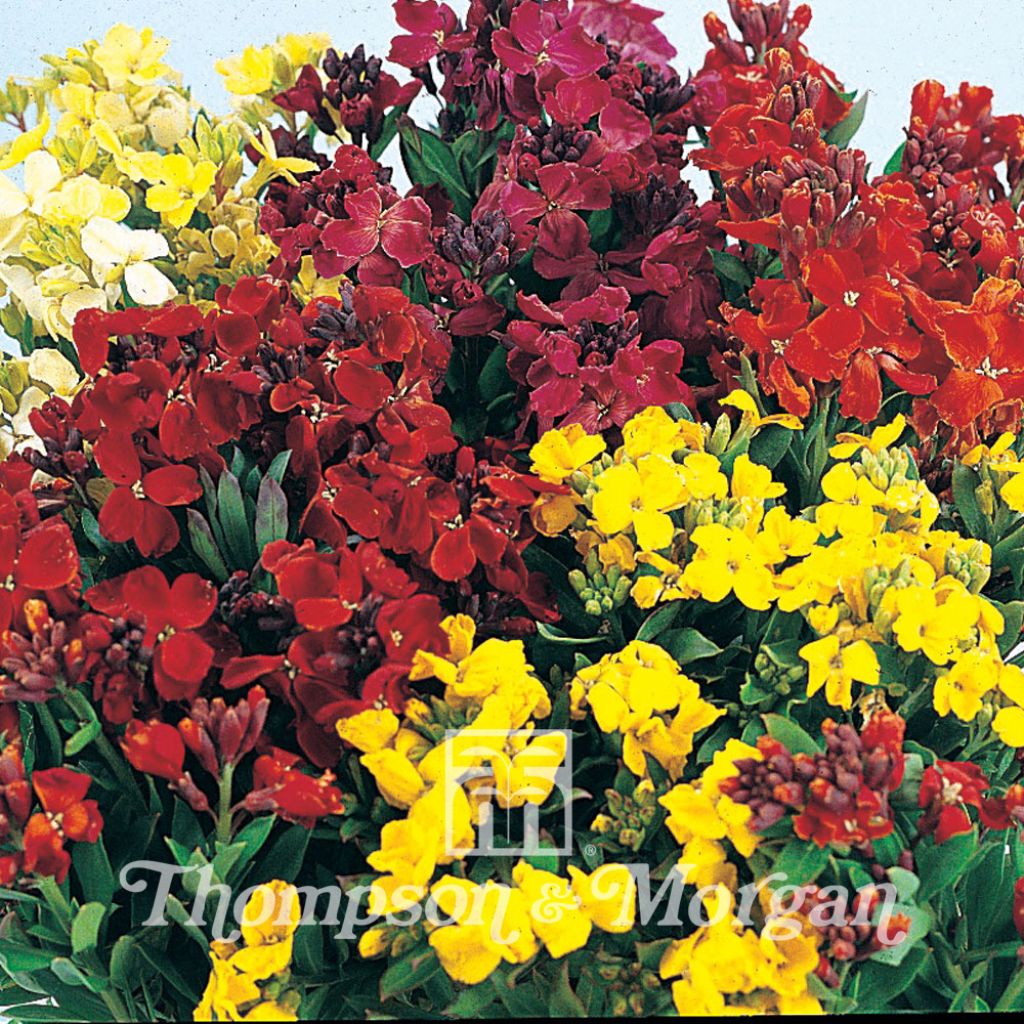 Wallflower Bedding Mixed Seeds