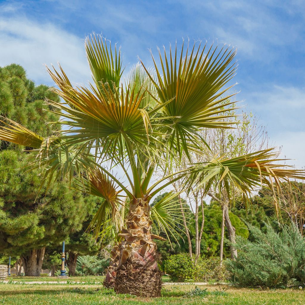 Washingtonia robusta seeds - Mexican Fan Palm
