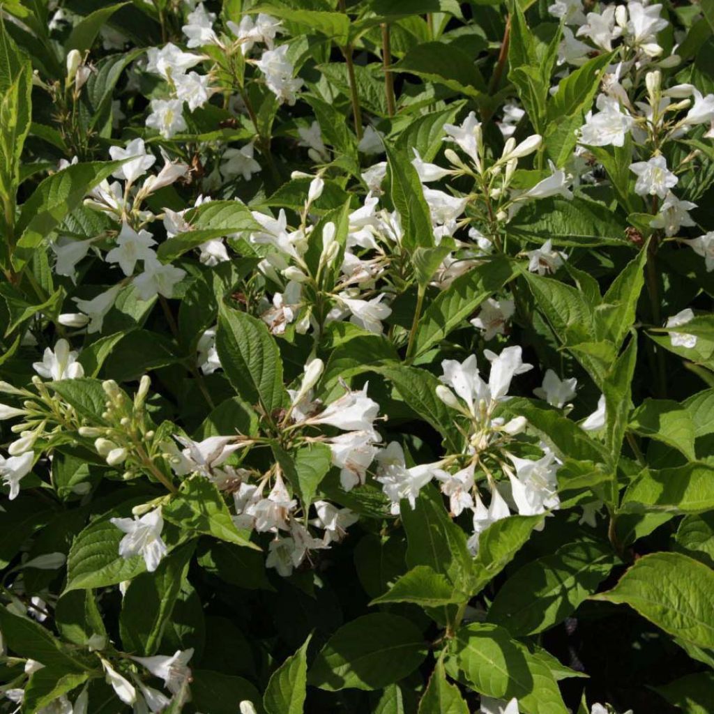 Weigela Candida