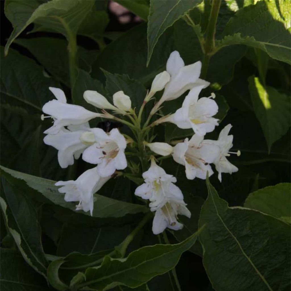 Weigela Candida