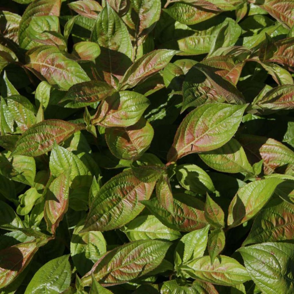 Weigela florida Wings of Fire