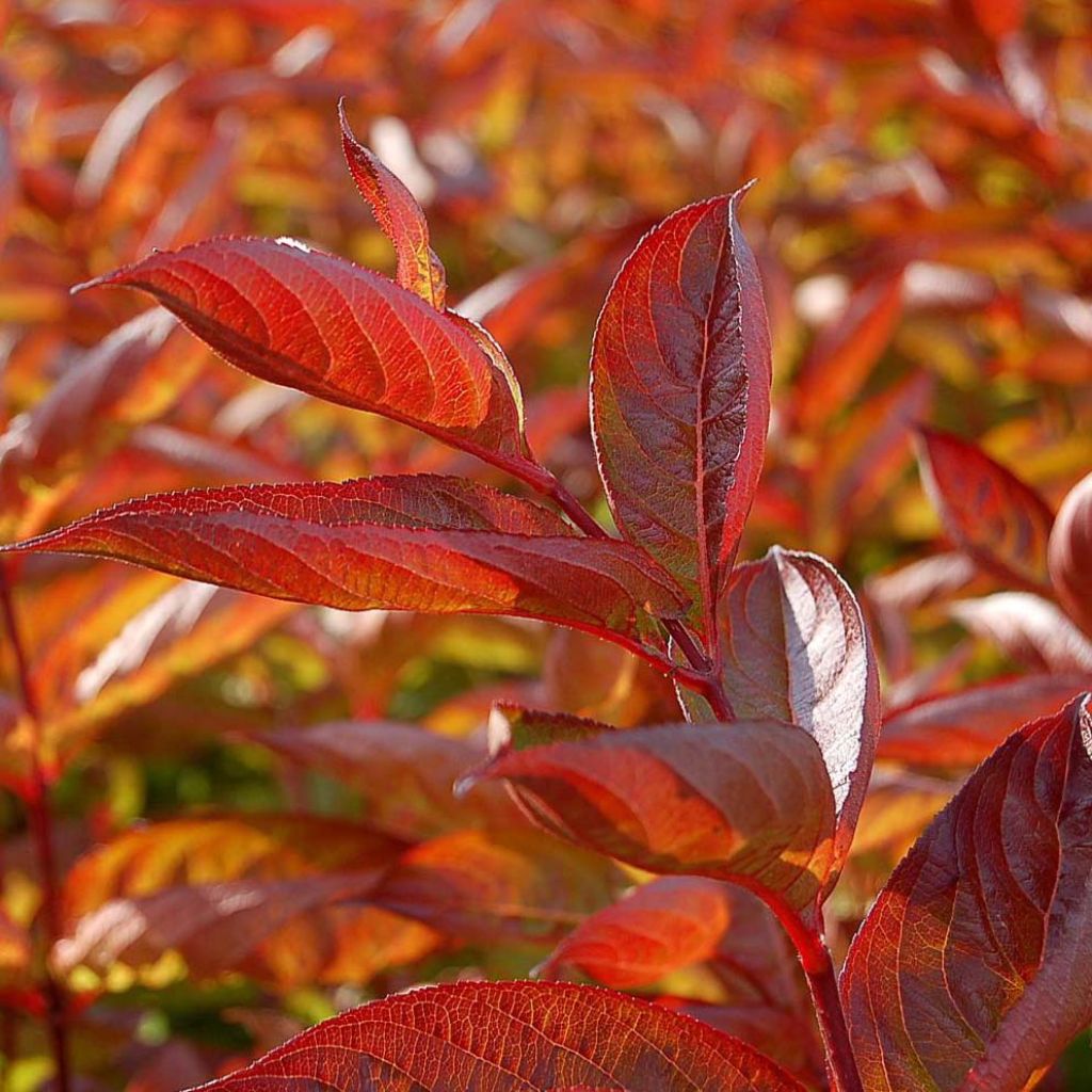 Weigela florida Wings of Fire