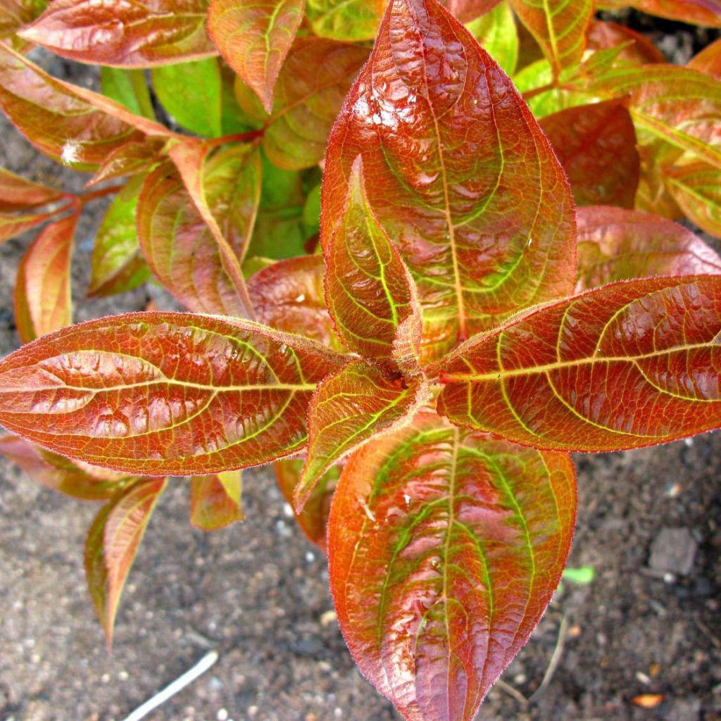 Weigela florida Wings of Fire