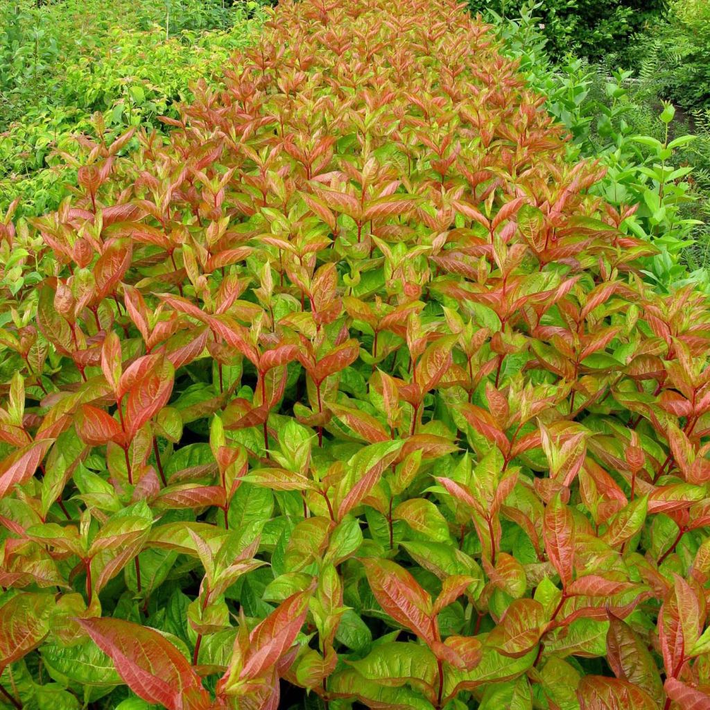 Weigela florida Wings of Fire