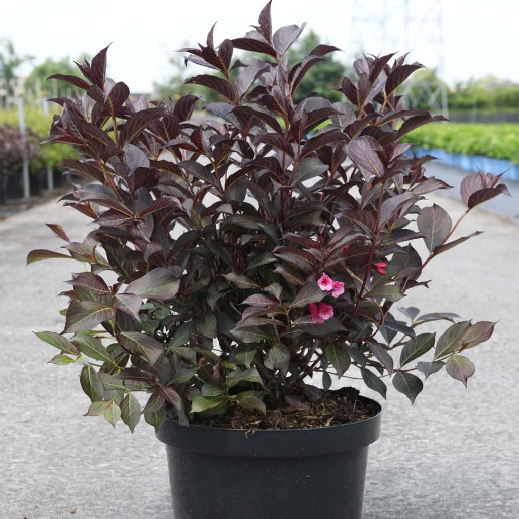 Weigela  florida Alexandra