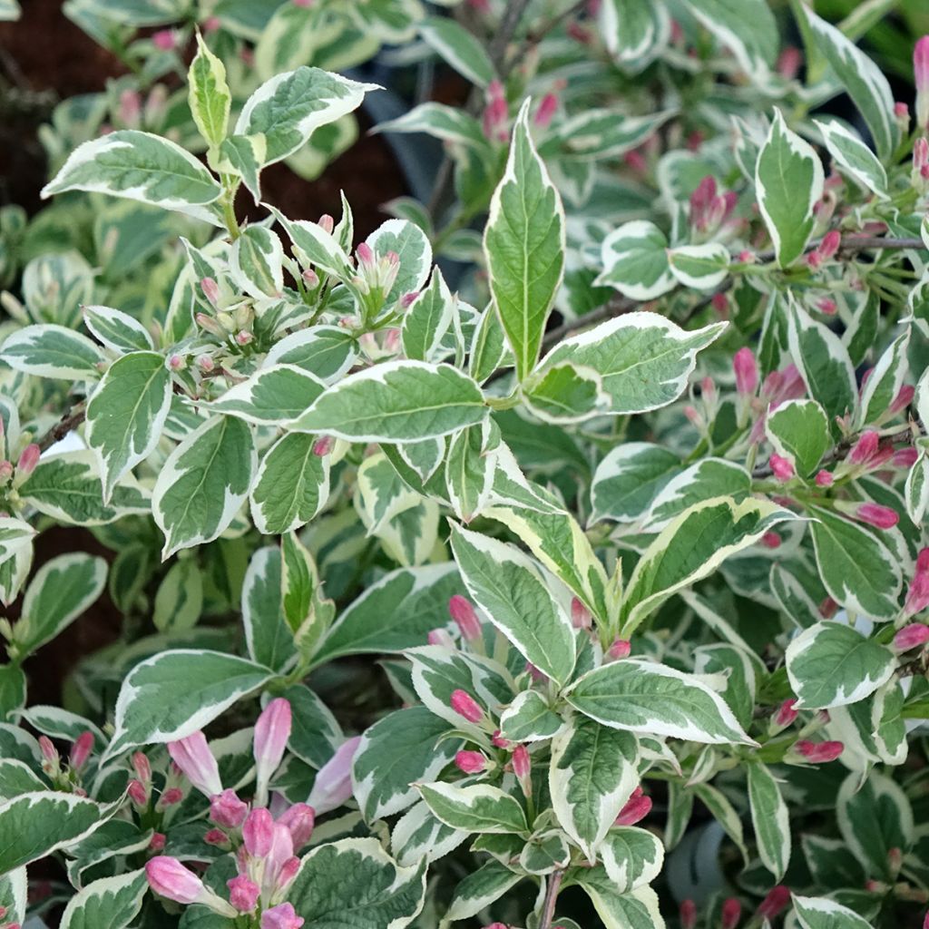 Weigela florida variegata