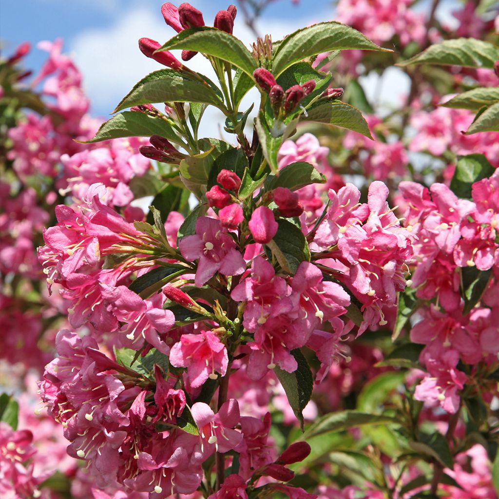 Weigela florida Stelzneri