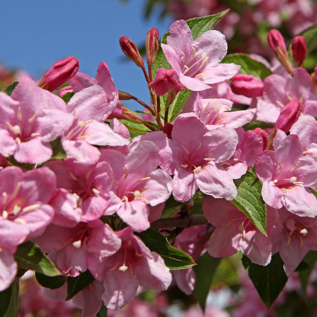 Weigela florida Stelzneri
