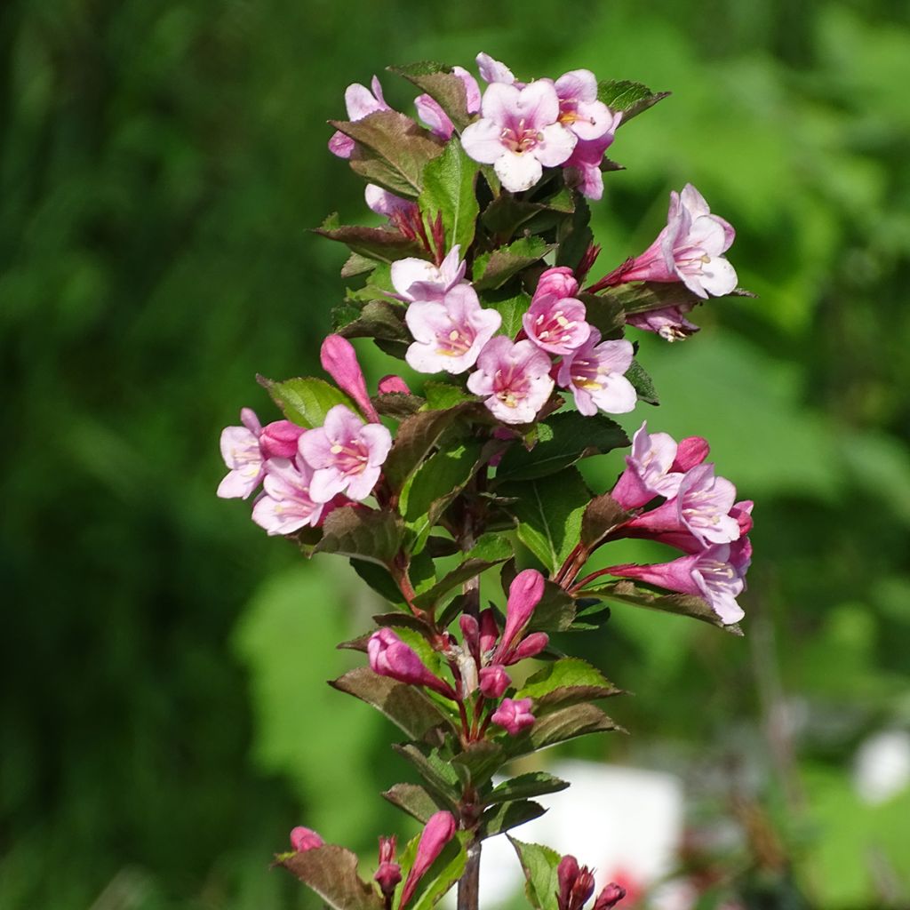 Weigela florida Polka