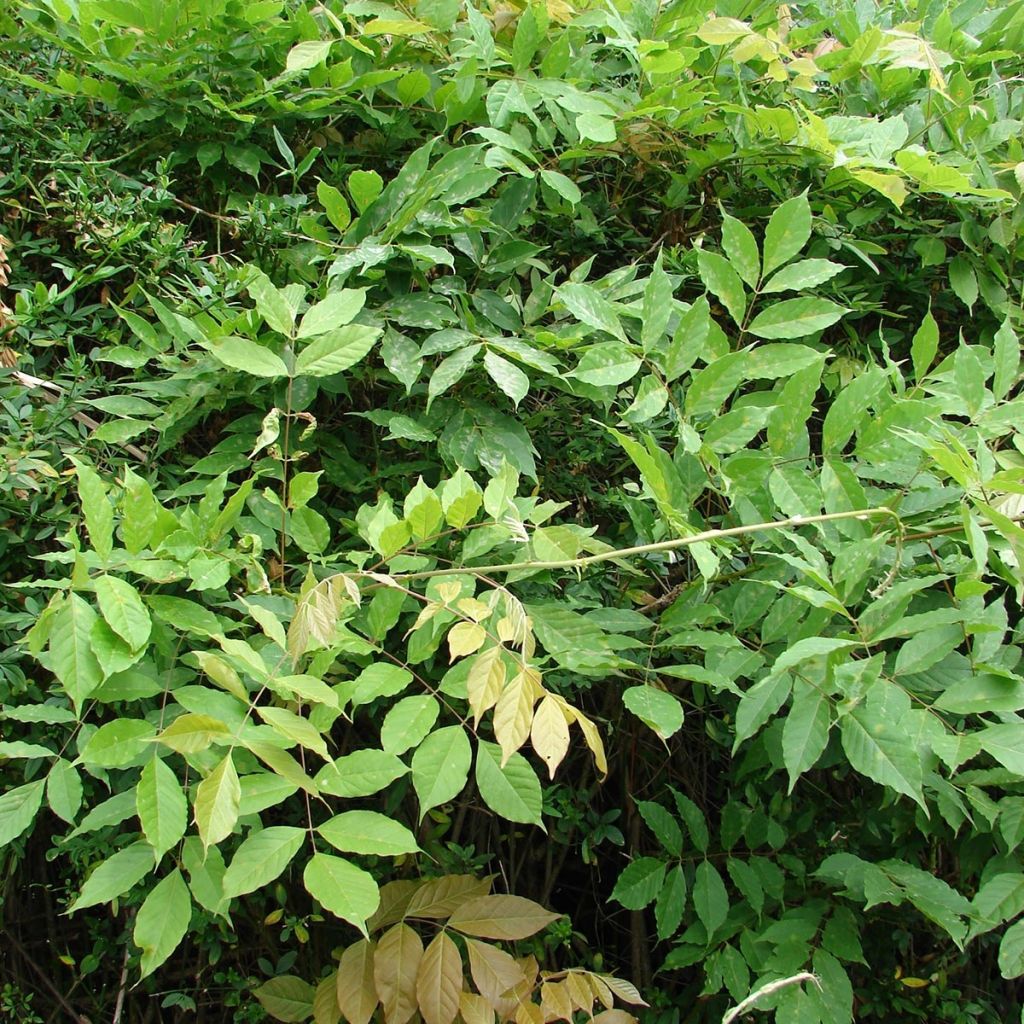 Wisteria floribunda
