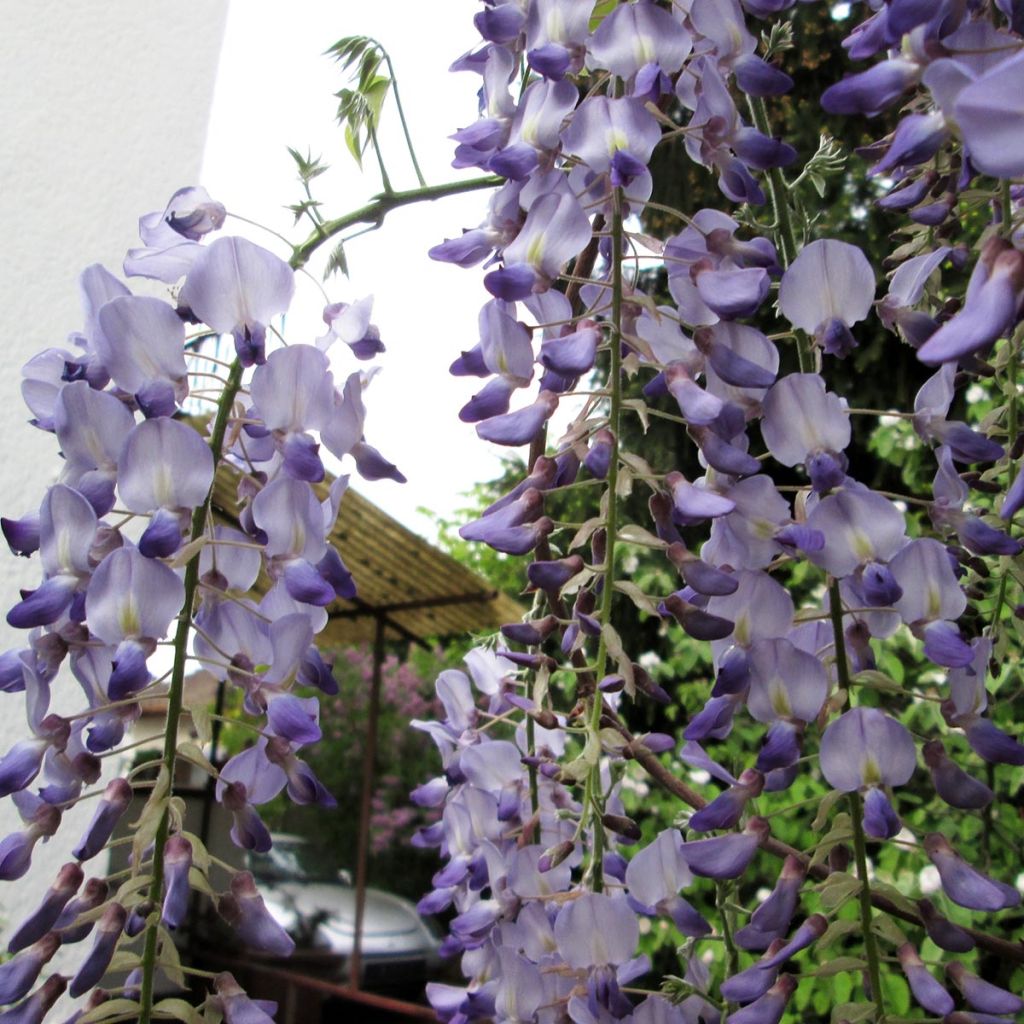 Wisteria floribunda
