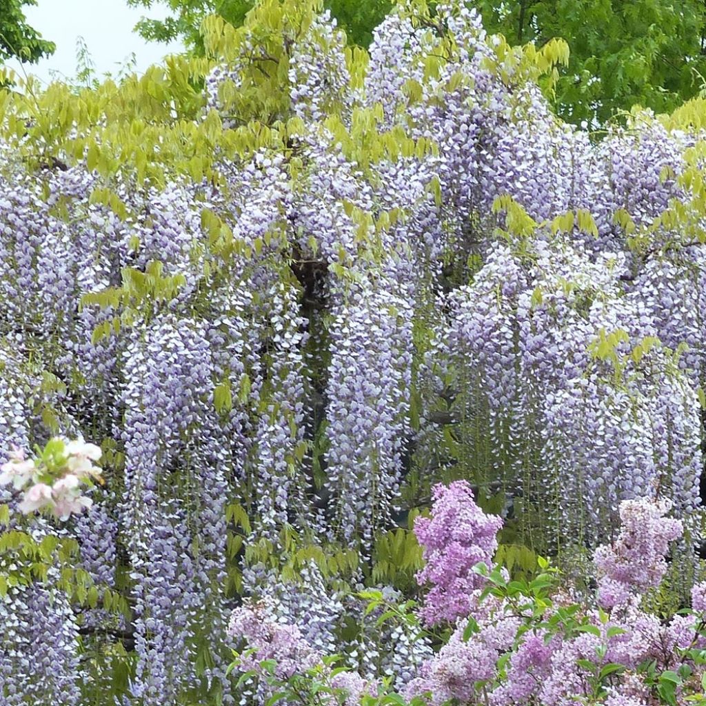 Wisteria floribunda Macrobotrys De Belder