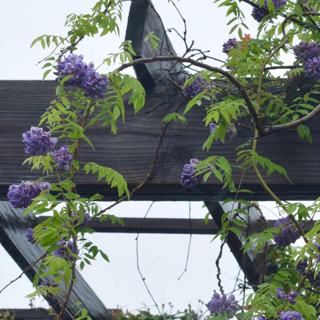 Wisteria frutescens Amethyst Falls