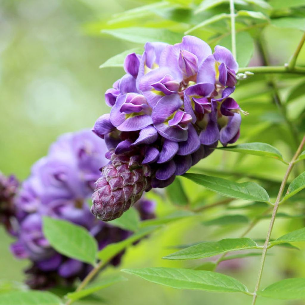 Wisteria frutescens Amethyst Falls