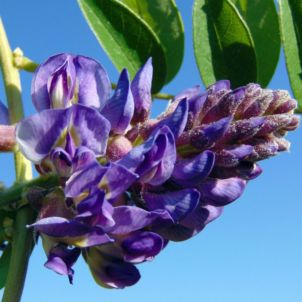 Wisteria frutescens Longwood Purple