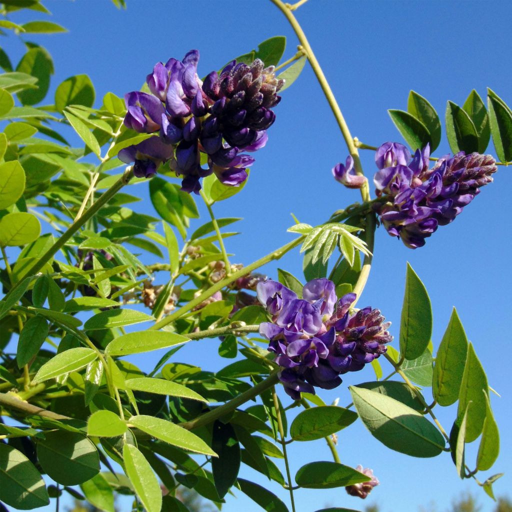 Wisteria frutescens Longwood Purple