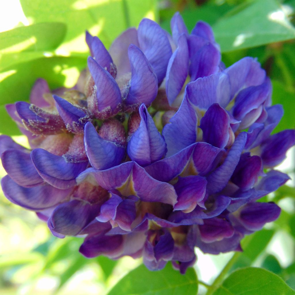 Wisteria frutescens Longwood Purple