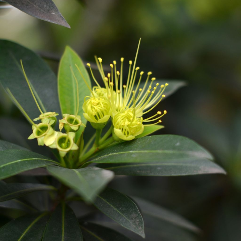 Xanthostemon chrysanthus - Golden Penda 