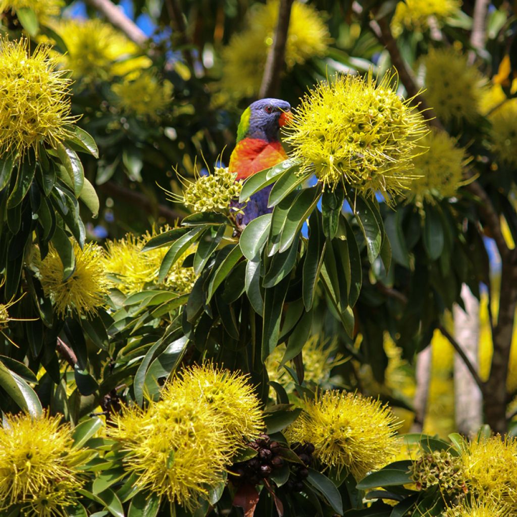 Xanthostemon chrysanthus - Golden Penda 
