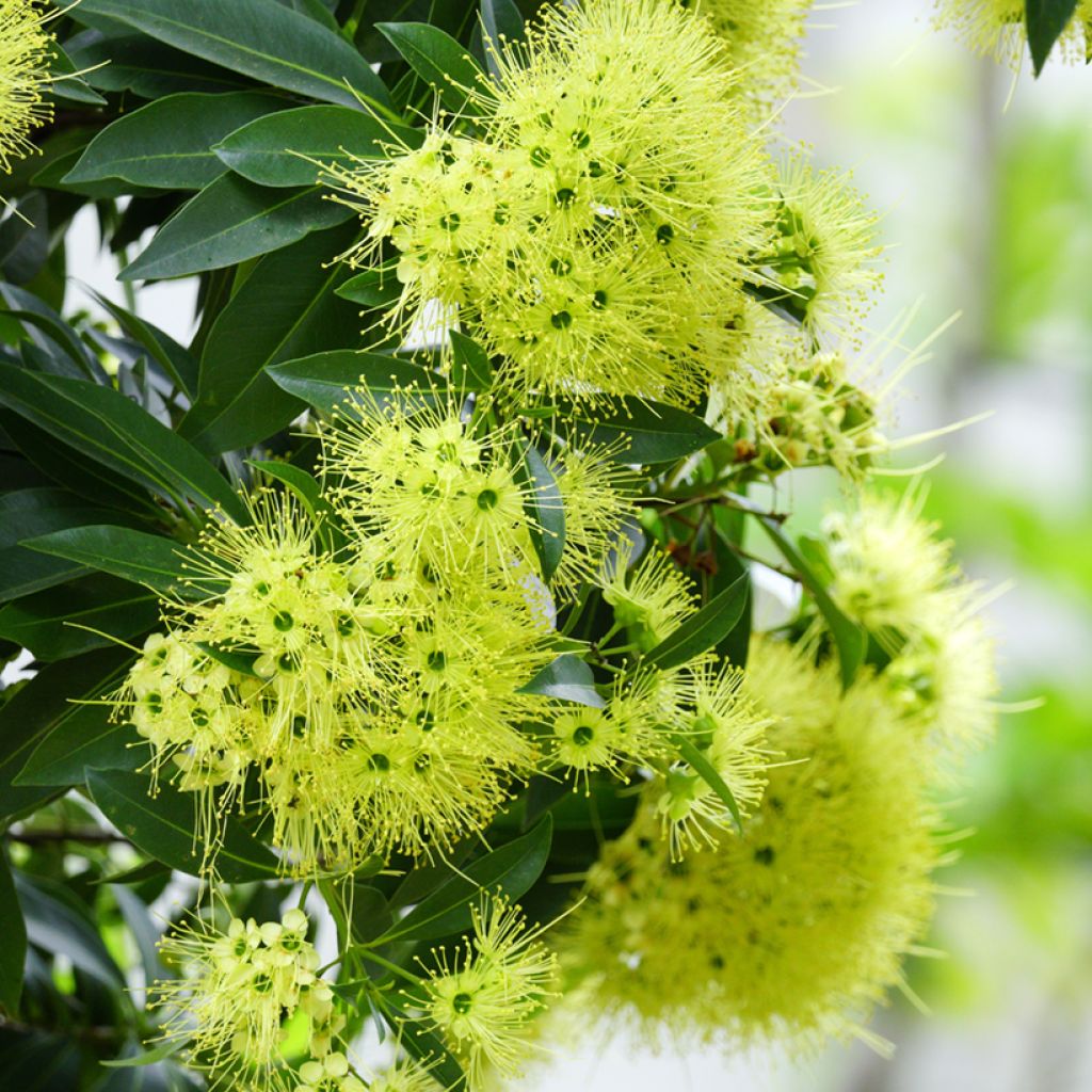 Xanthostemon chrysanthus - Golden Penda 