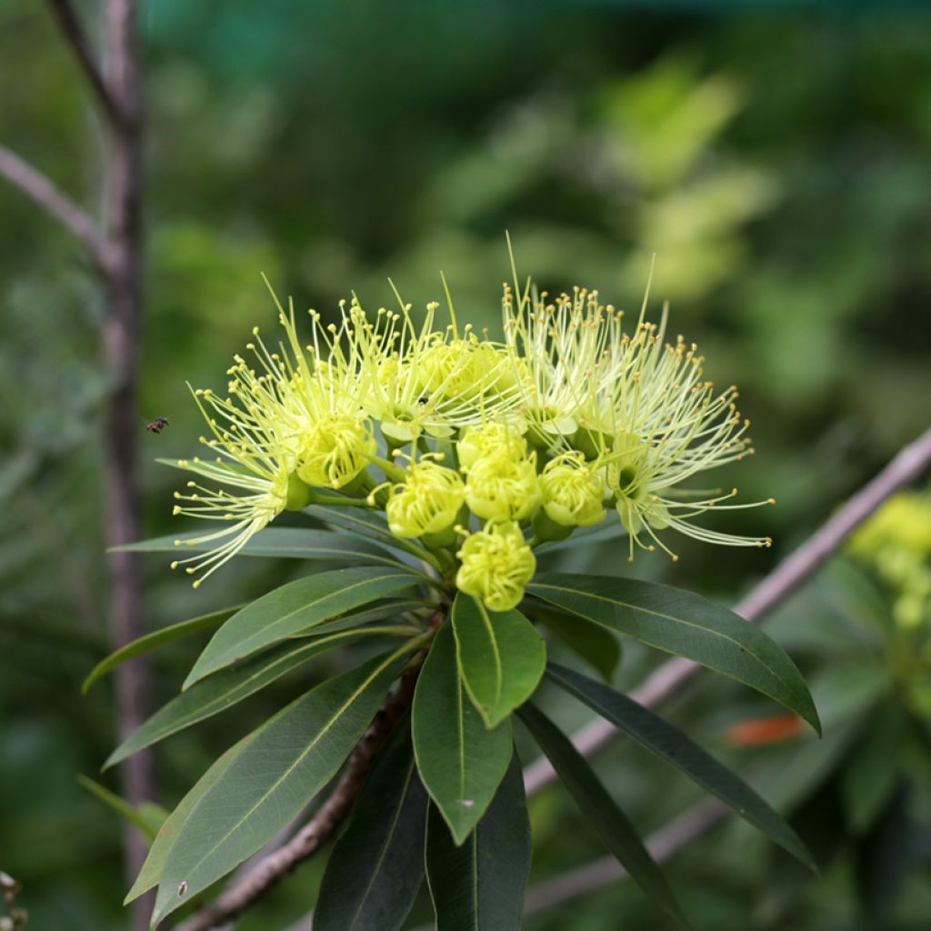 Xanthostemon chrysanthus - Golden Penda 