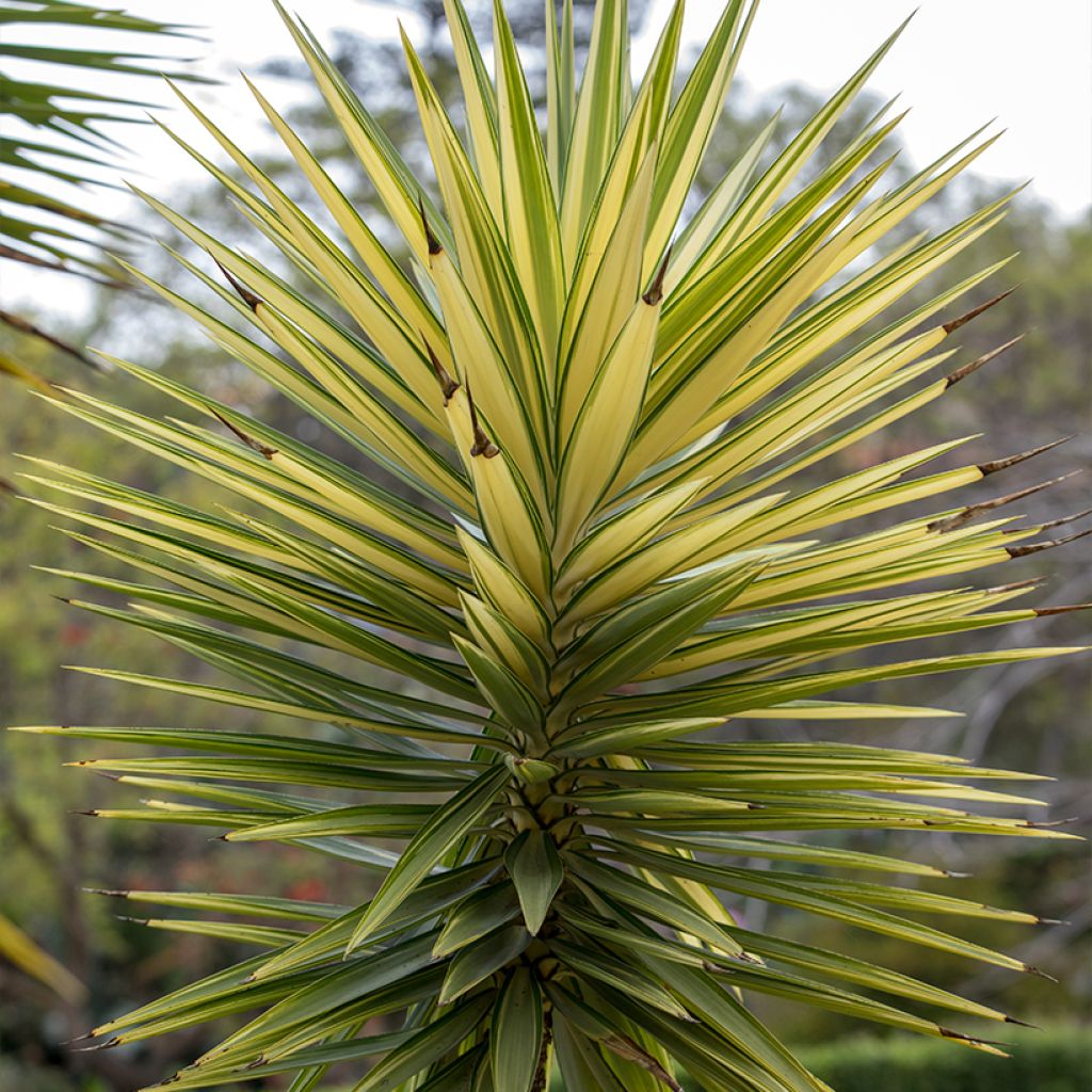 Yucca aloifolia Variegata - Spanish bayonet