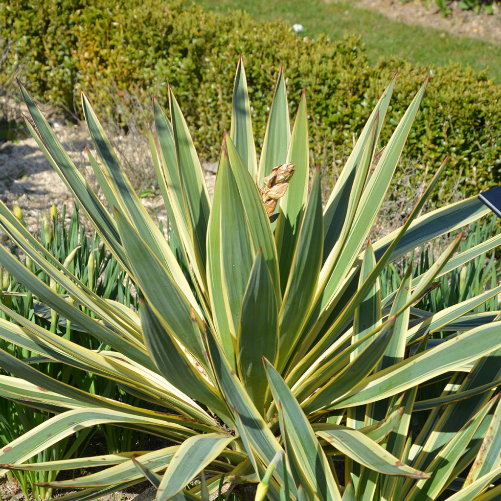 Yucca gloriosa Variegata - Spanish Dagger