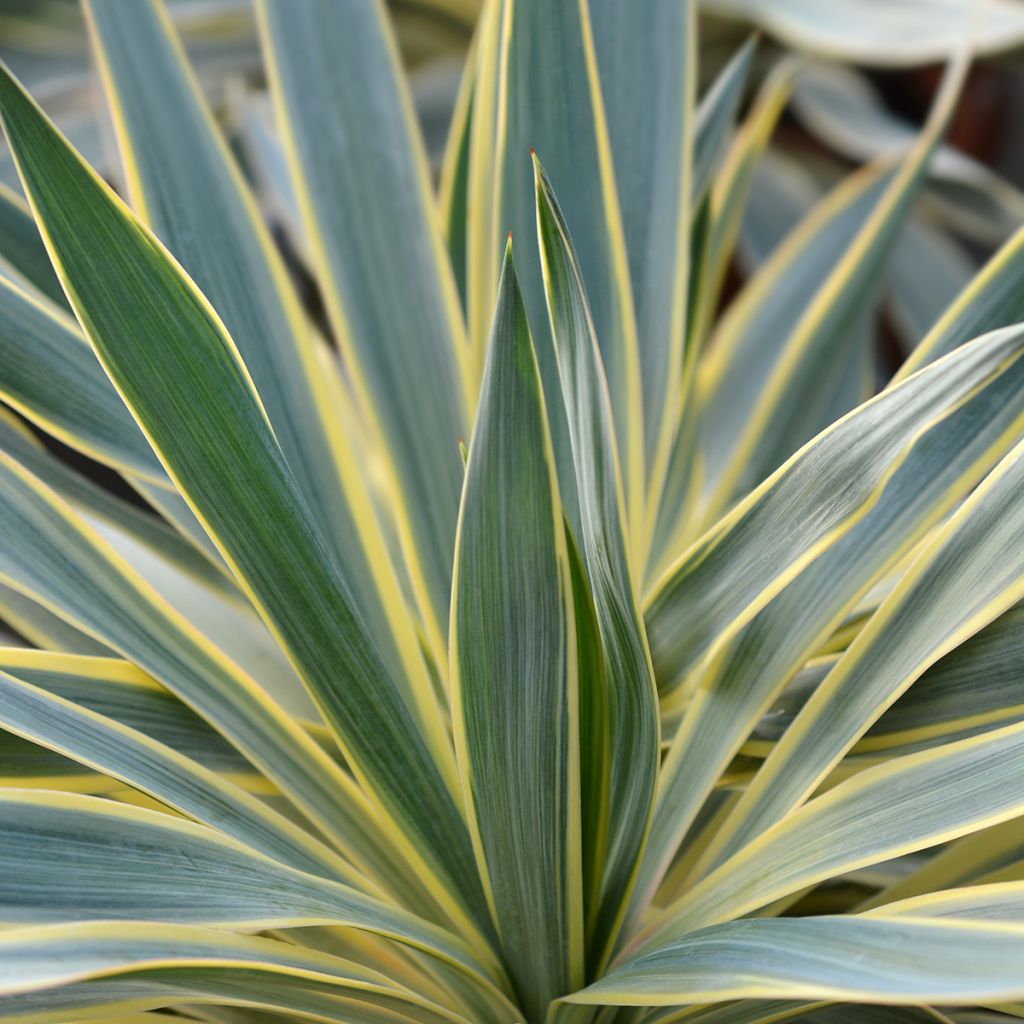 Yucca gloriosa Variegata - Spanish Dagger