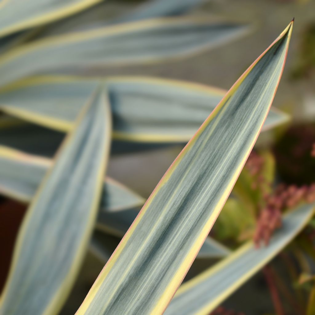 Yucca gloriosa Variegata - Spanish Dagger
