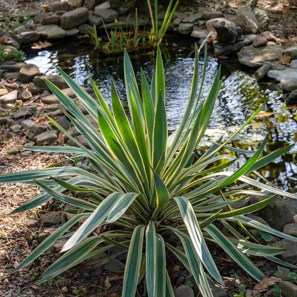Yucca gloriosa Variegata - Spanish Dagger