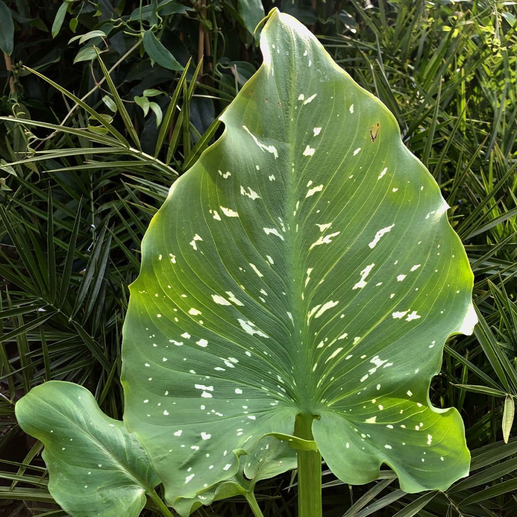 Zantedeschia aethiopica Himalaya - Arum-lily