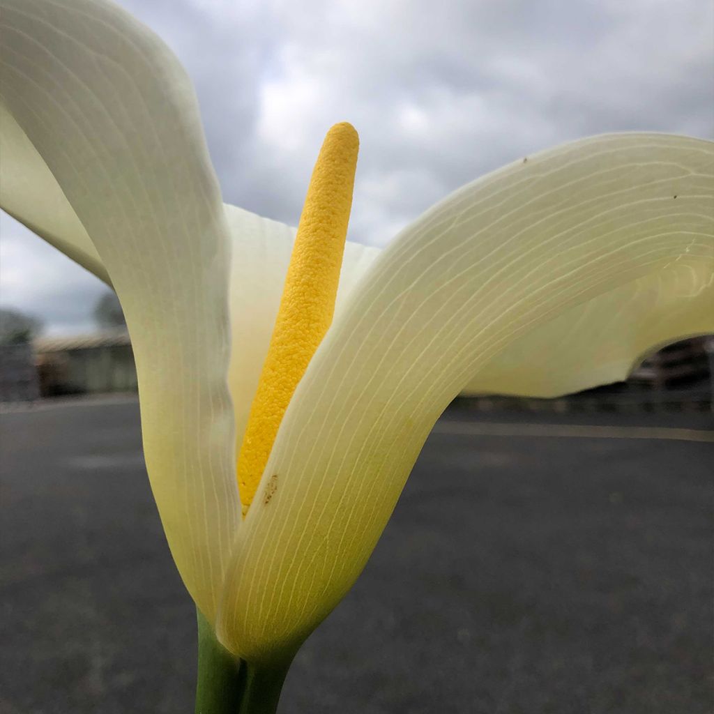 Zantedeschia aethiopica Himalaya - Arum-lily