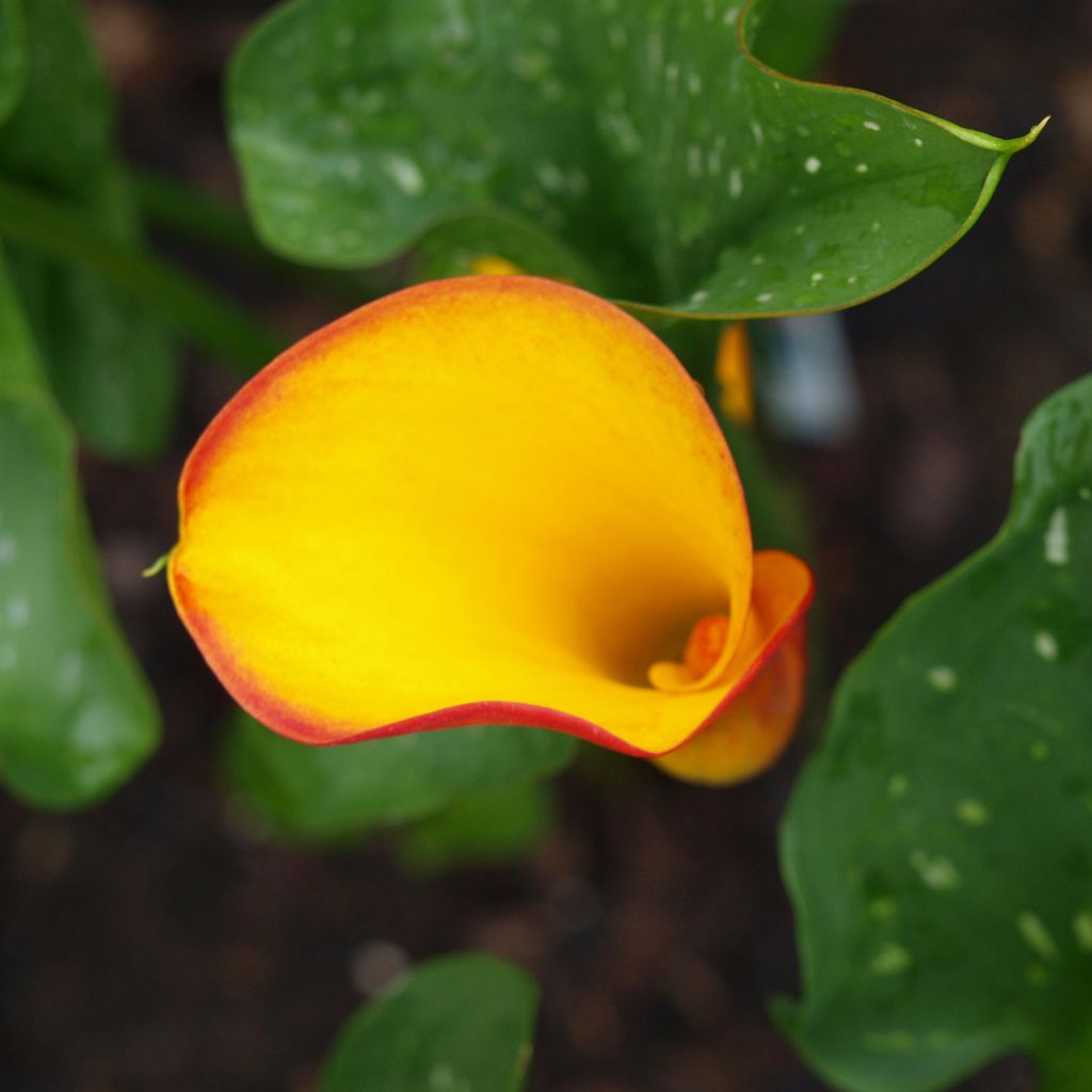 Zantedeschia elliottiana Flame - Calla Lily