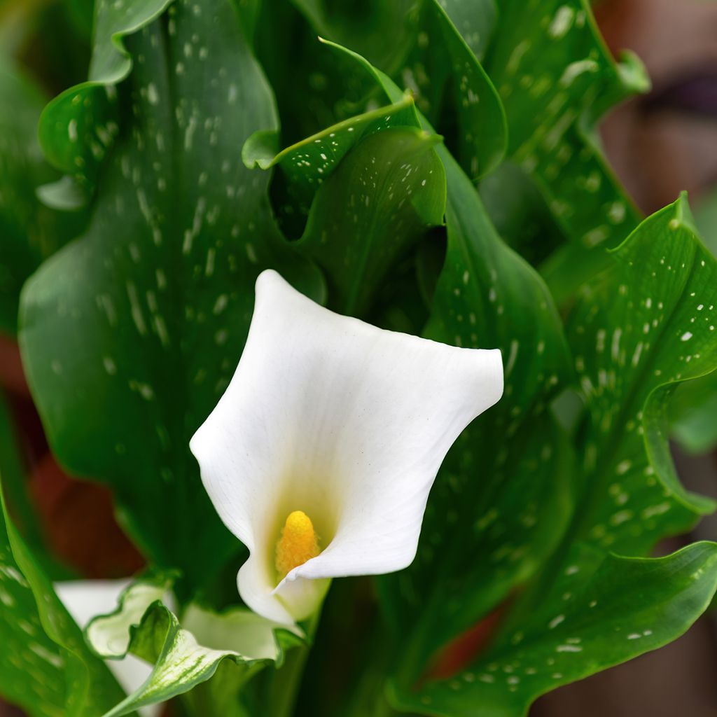Zantedeschia aethiopica Prince Amaël