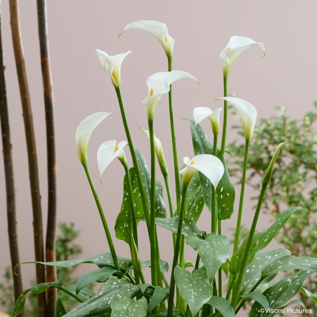 Zantedeschia aethiopica Scented Lady - Arum lily