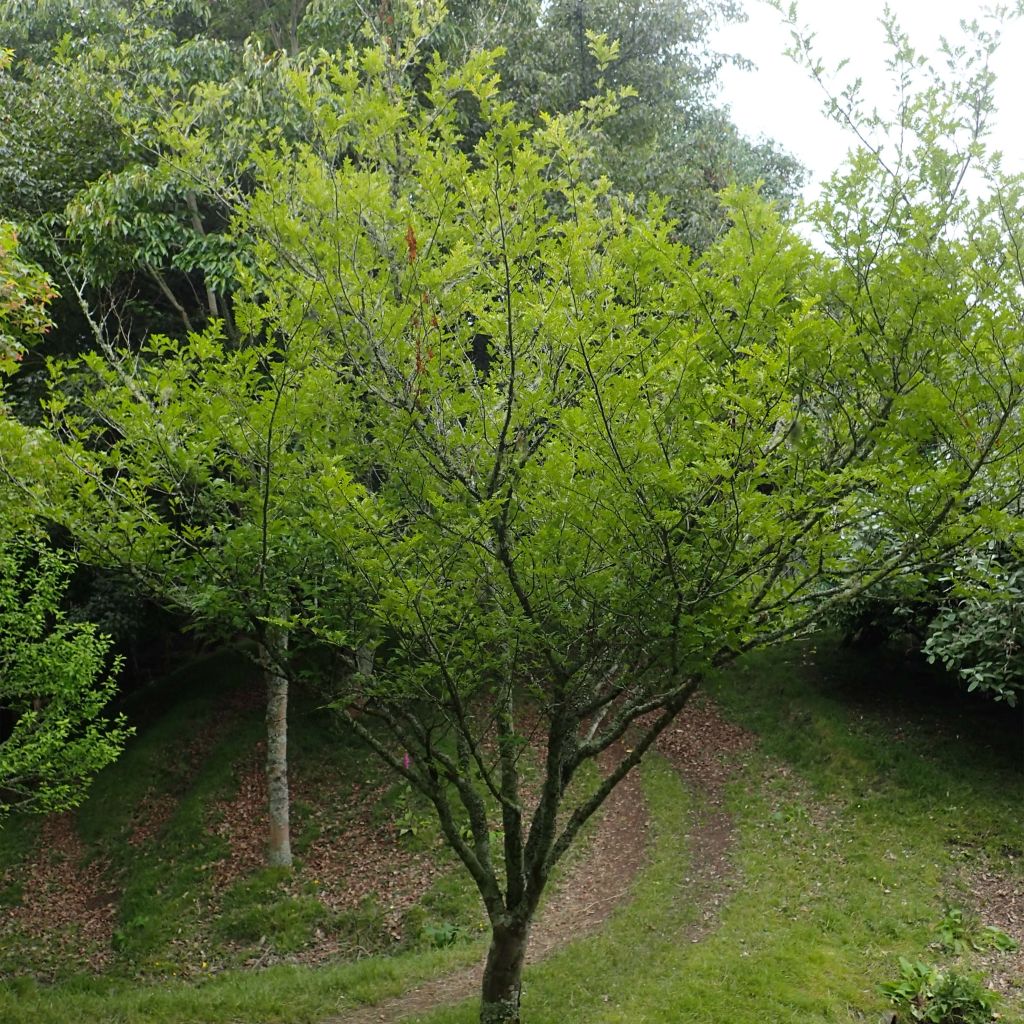 Zanthoxylum piperitum