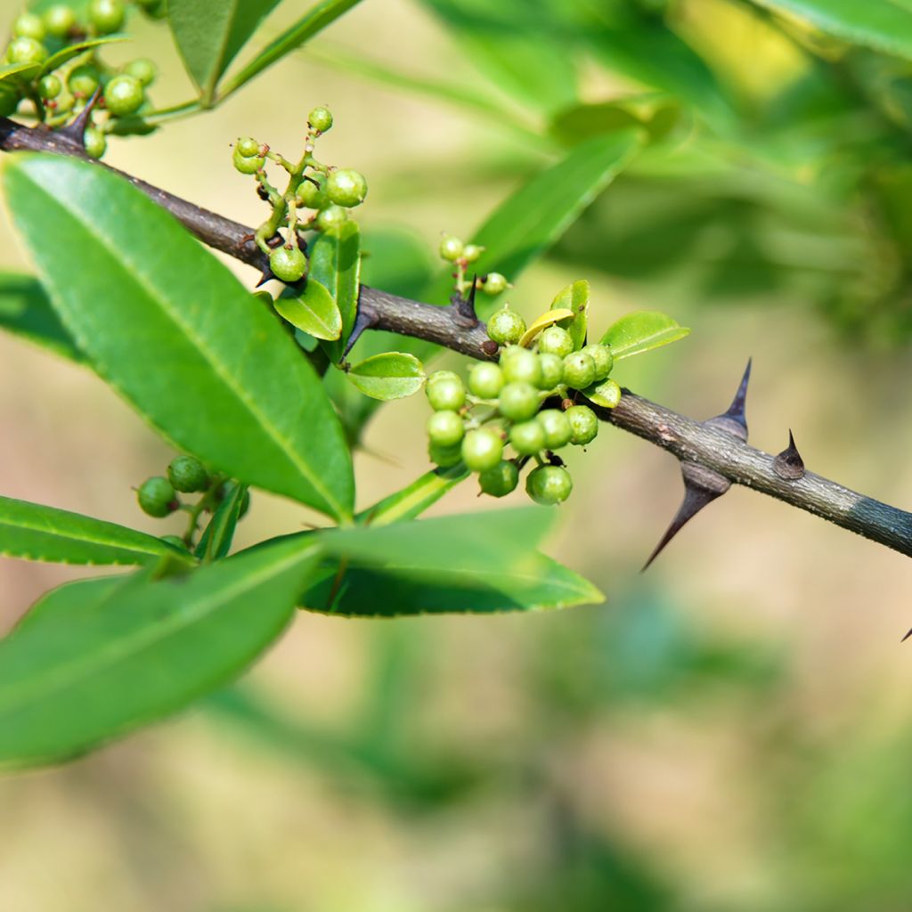 Zanthoxylum armatum  - Winged Prickly Ash