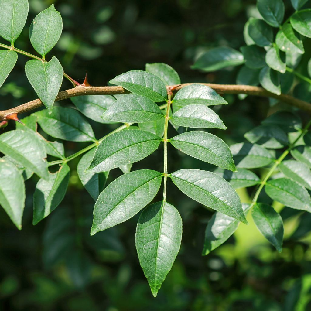 Zanthoxylum coreanum