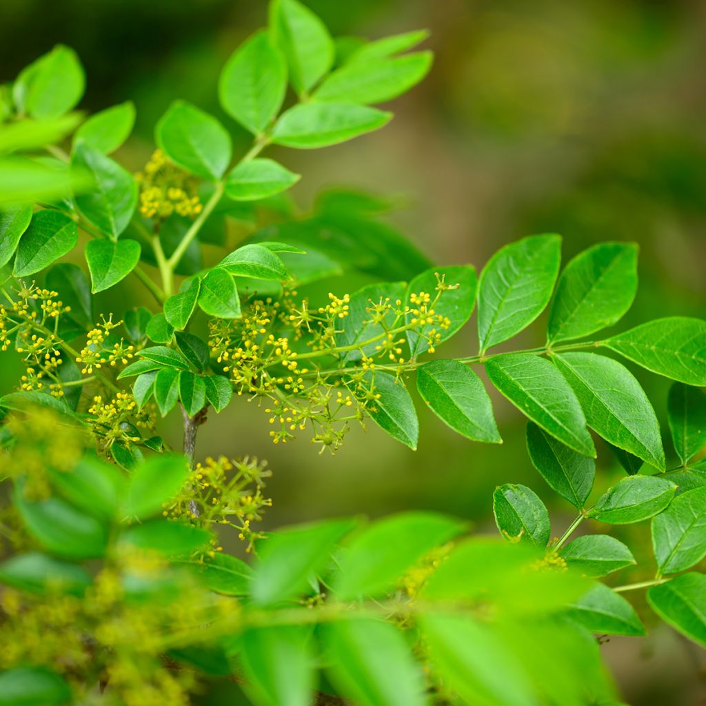 Zanthoxylum coreanum